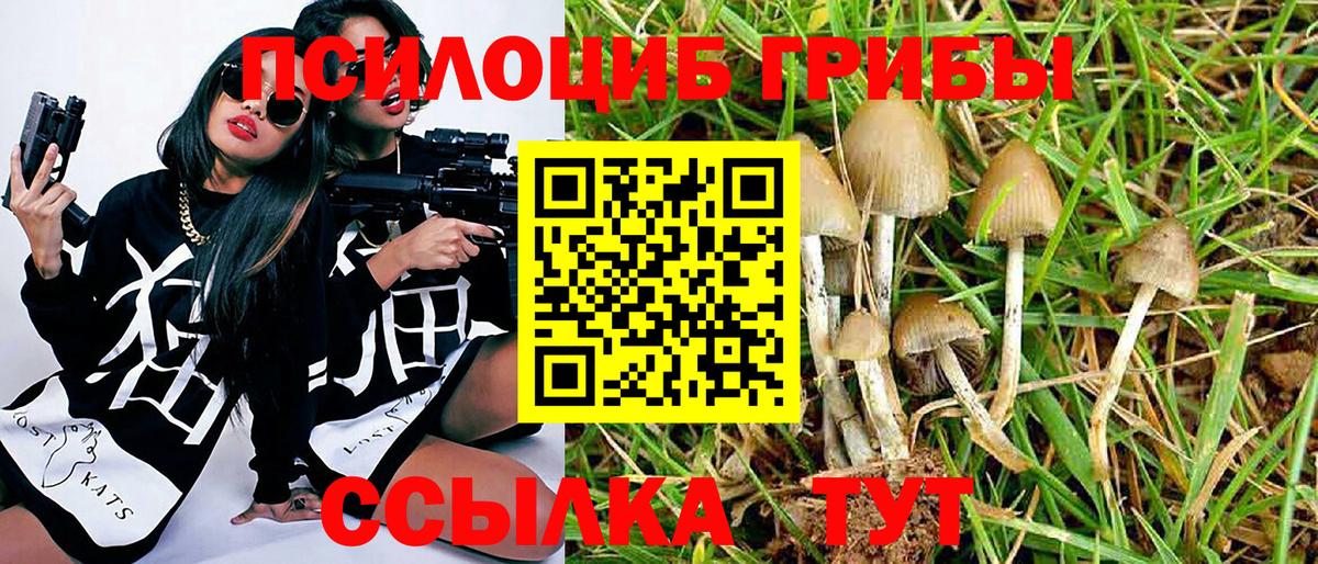 Псилоцибиновые грибы Psilocybe Пенза